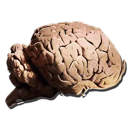 Allosaurus Brain