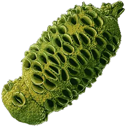 Verdberry Seed